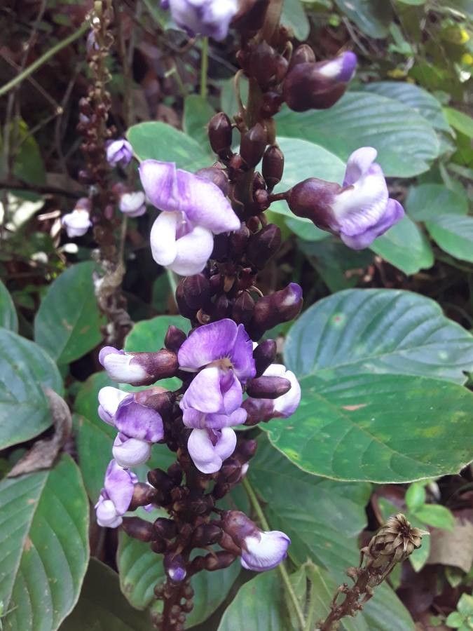 Dioclea reflexa — related species from the same genus