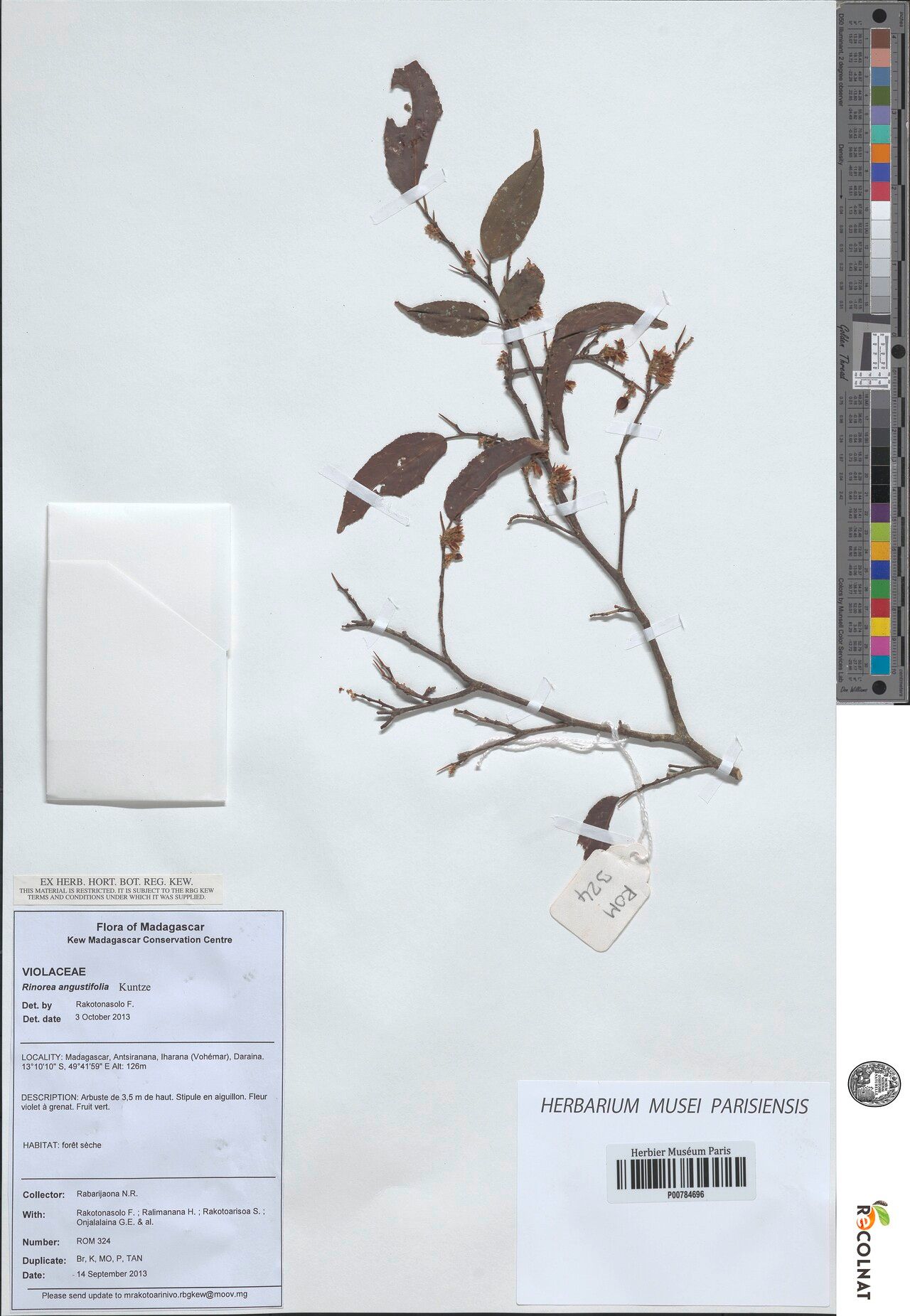 Rinorea pugionifera — houseplant care guide