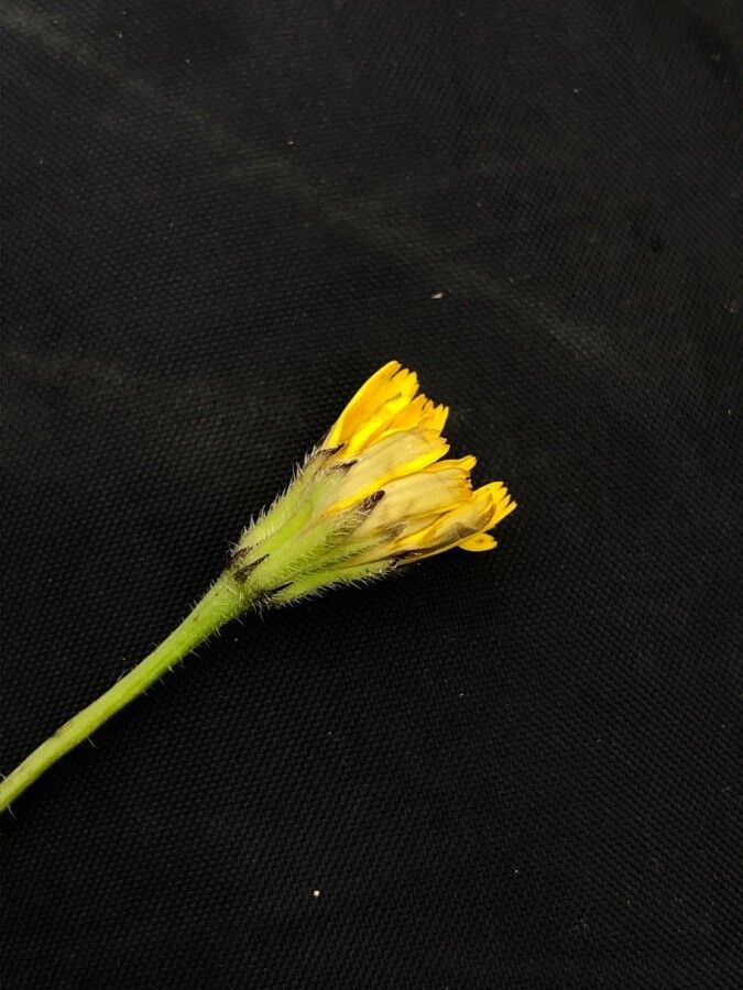 Leontodon hirtus flower