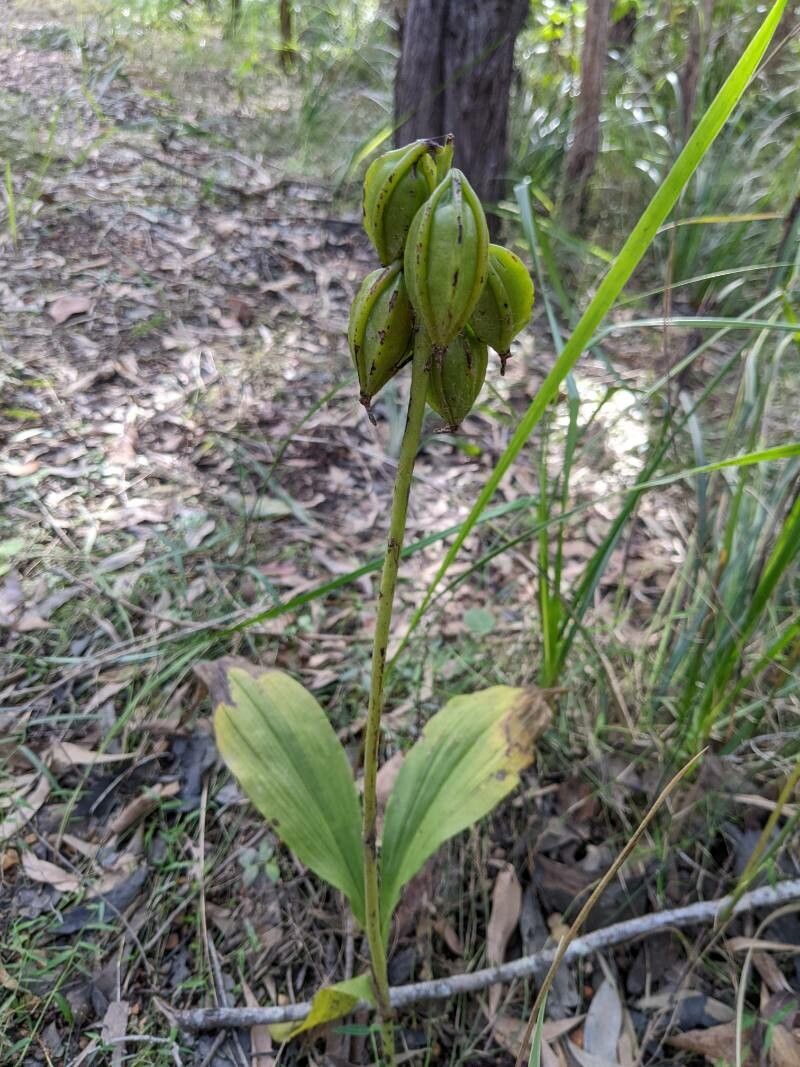 Geodorum densiflorum — houseplant care guide