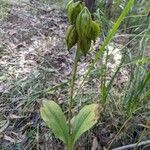 Geodorum densiflorum