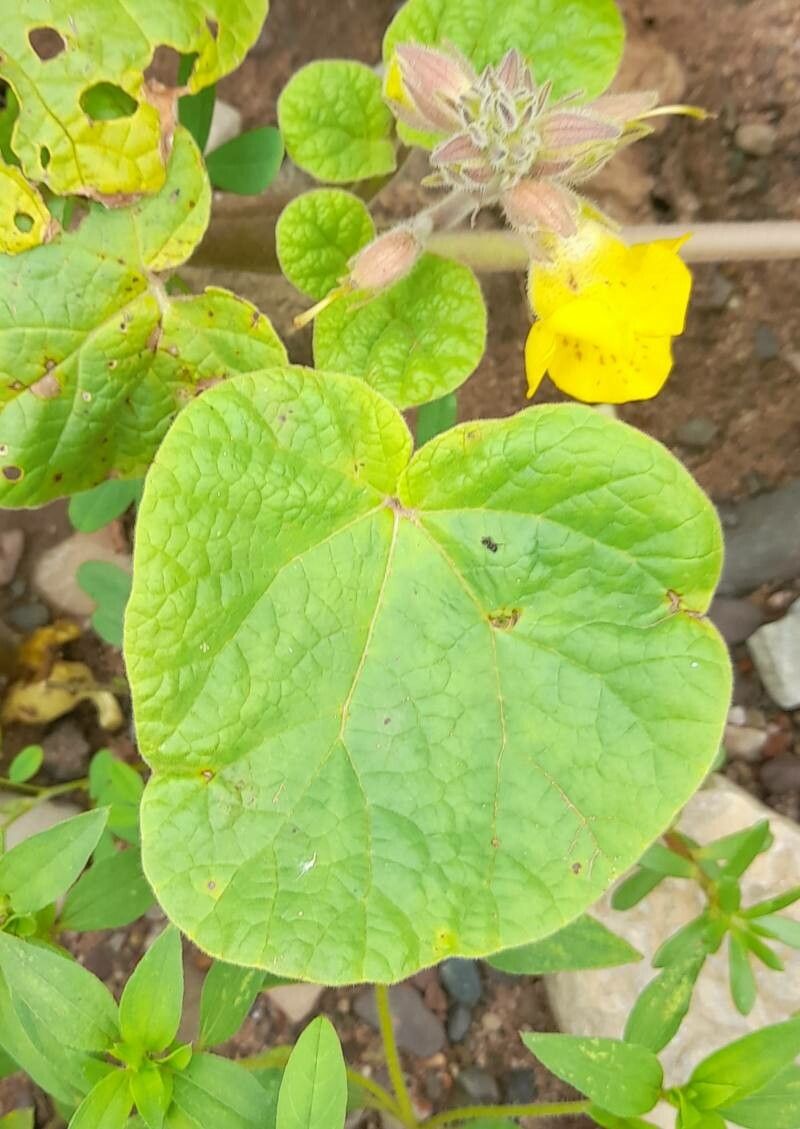 Ibicella parodii — related species from the same genus