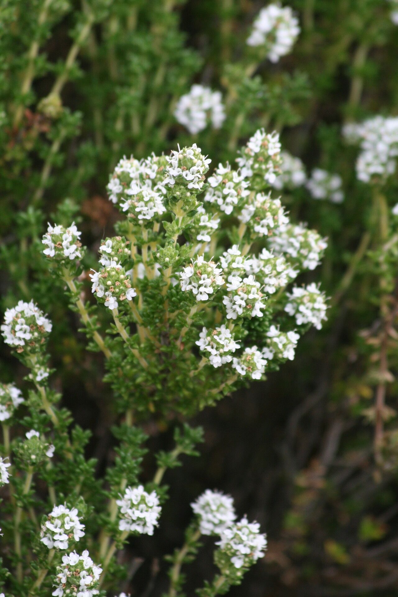 Thymus carnosus flower