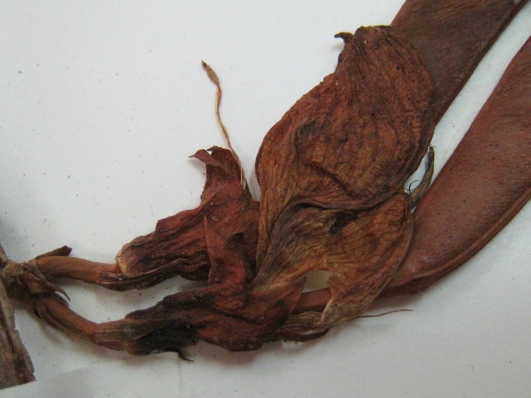 Clitoria sagotii other