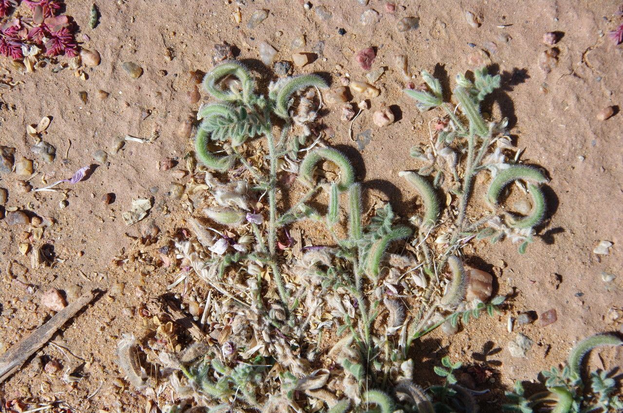 Astragalus eremophilus fruit