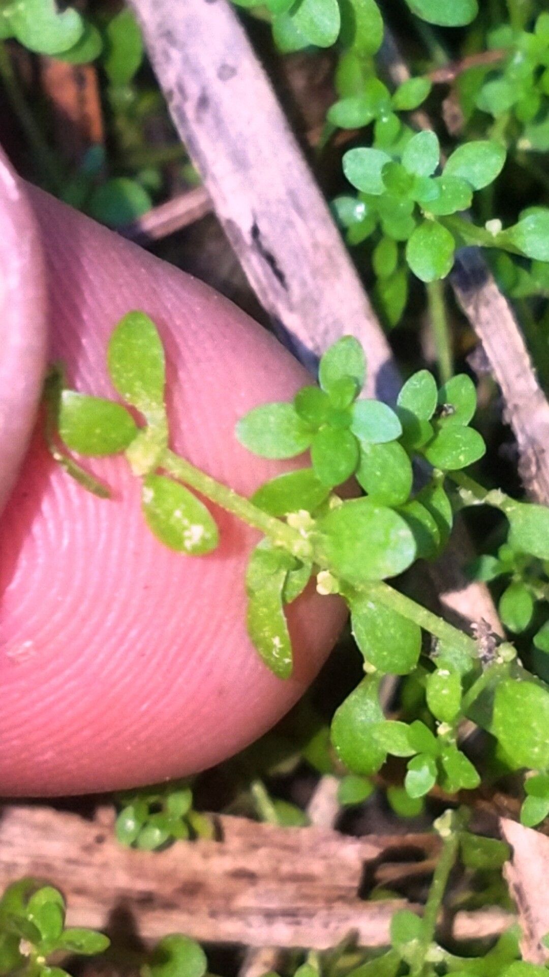 Callitriche peploides leaf