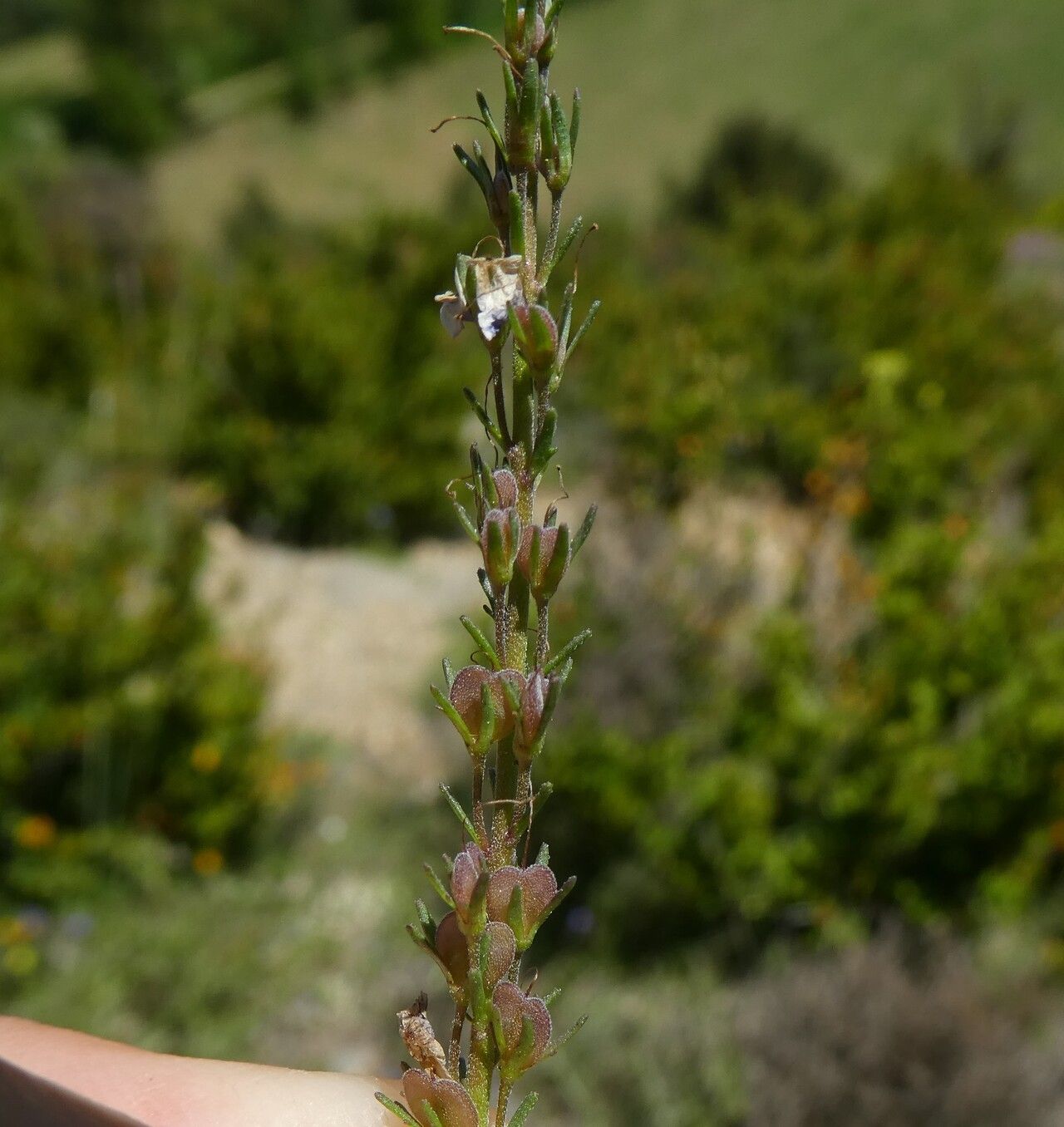 Veronica tenuifolia fruit