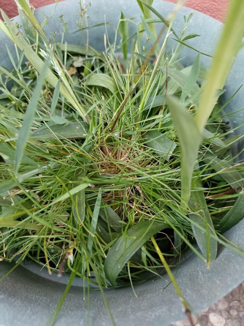 Anacamptis champagneuxii leaf