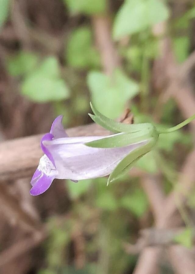 Maurandya antirrhiniflora flower