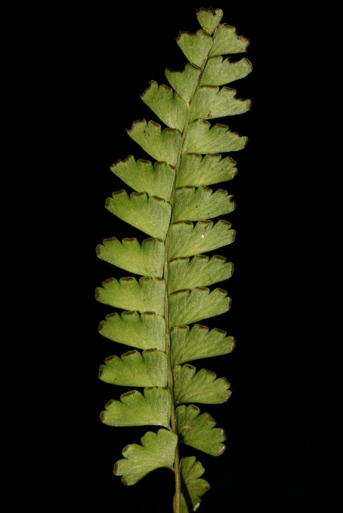 Lindsaea harveyi other