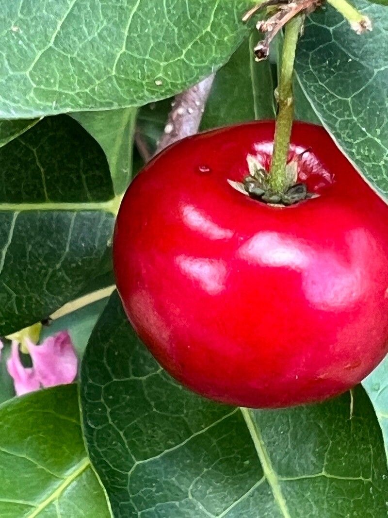 Ficus tinctoria fruit