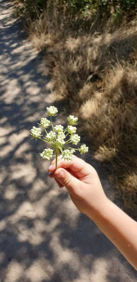 Perideridia kelloggii flower
