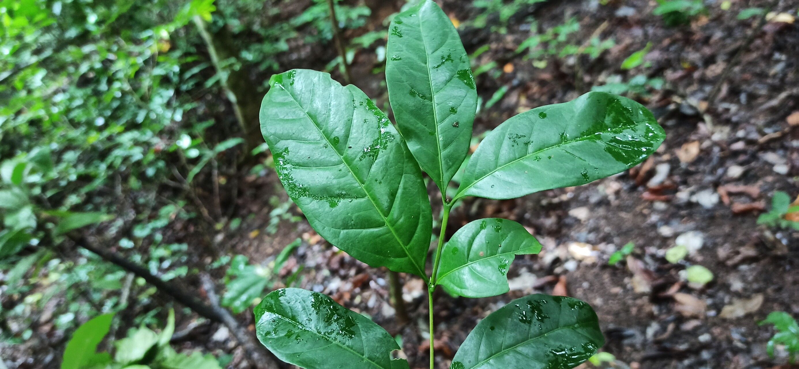 Coffea fotsoana — houseplant care guide