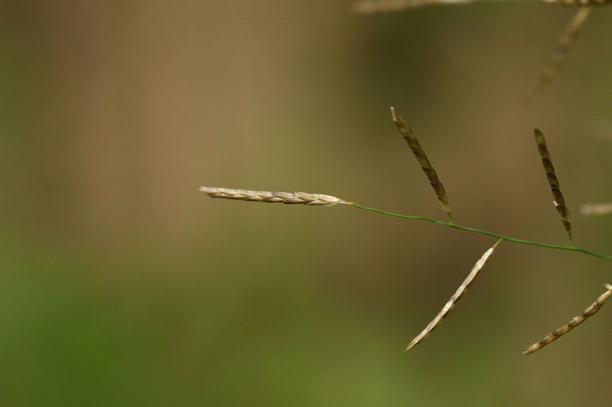 Eragrostis lehmanniana fruit