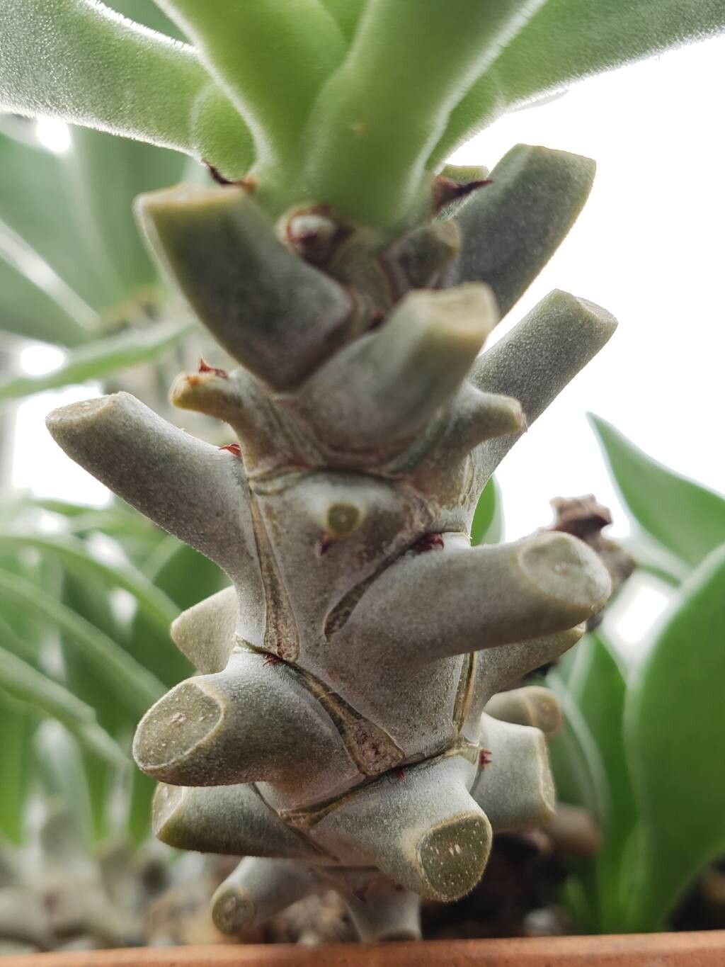 Tylecodon hirtifolius bark