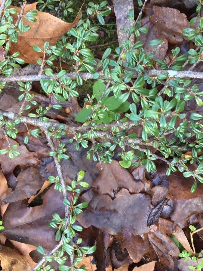 Cotoneaster conspicuus habit