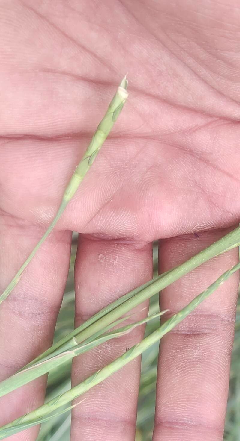 Rottboellia cochinchinensis fruit