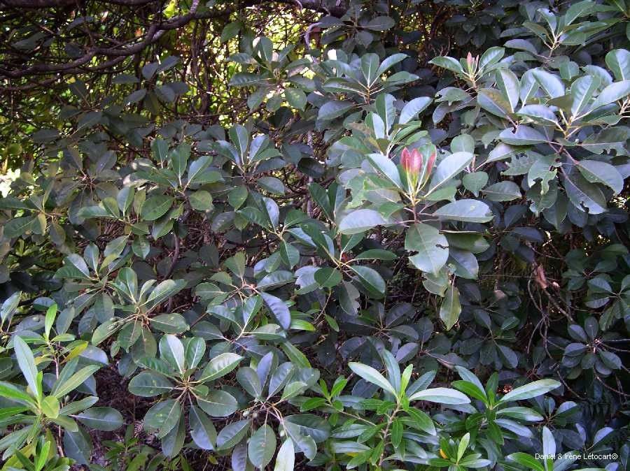 Elaeocarpus baudouinii habit