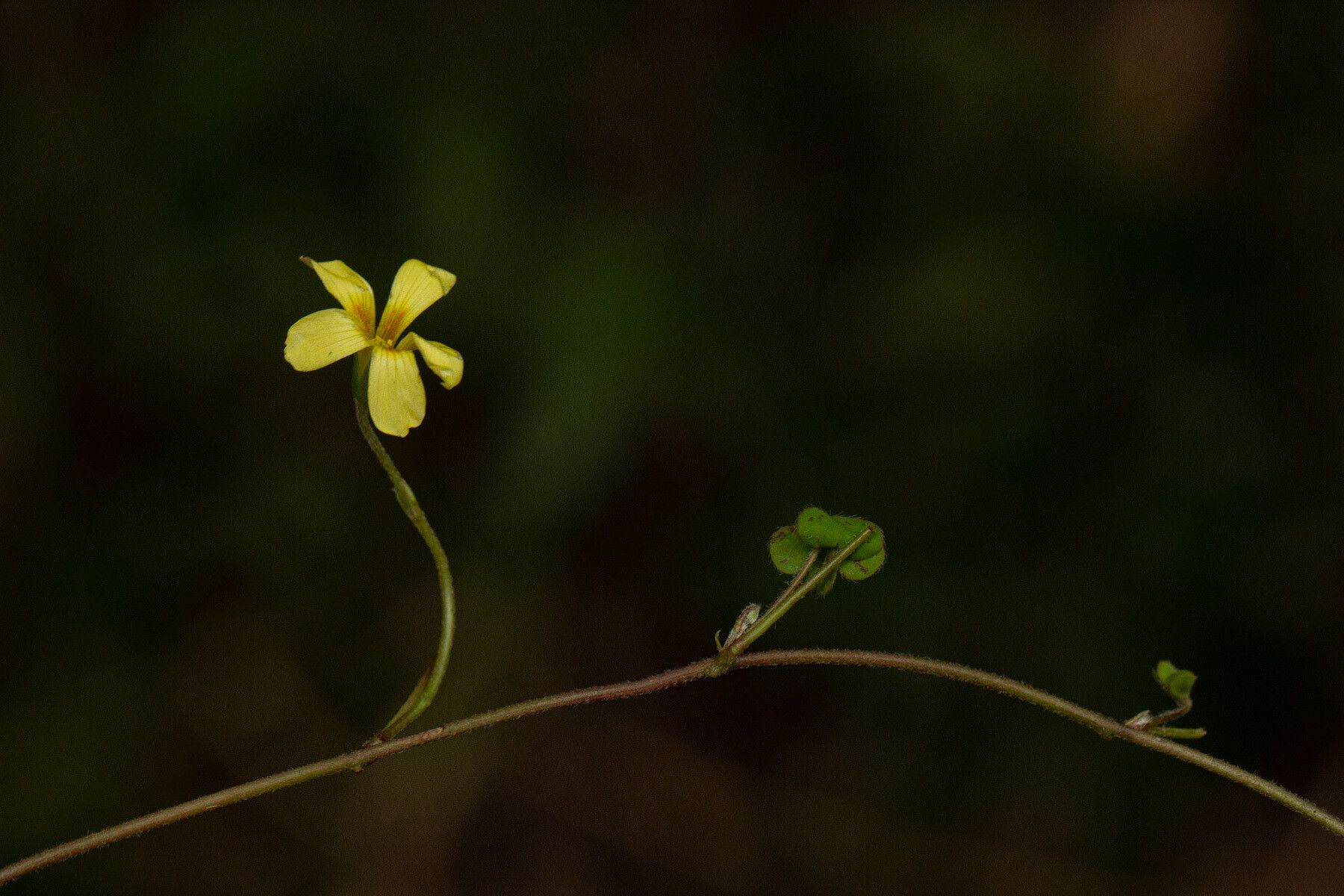 Oxalis procumbens habit