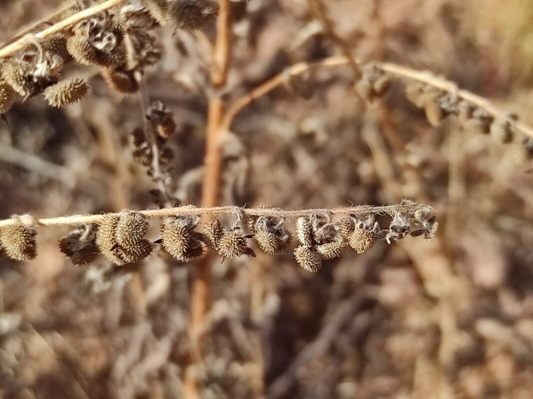 Hackelia deflexa fruit