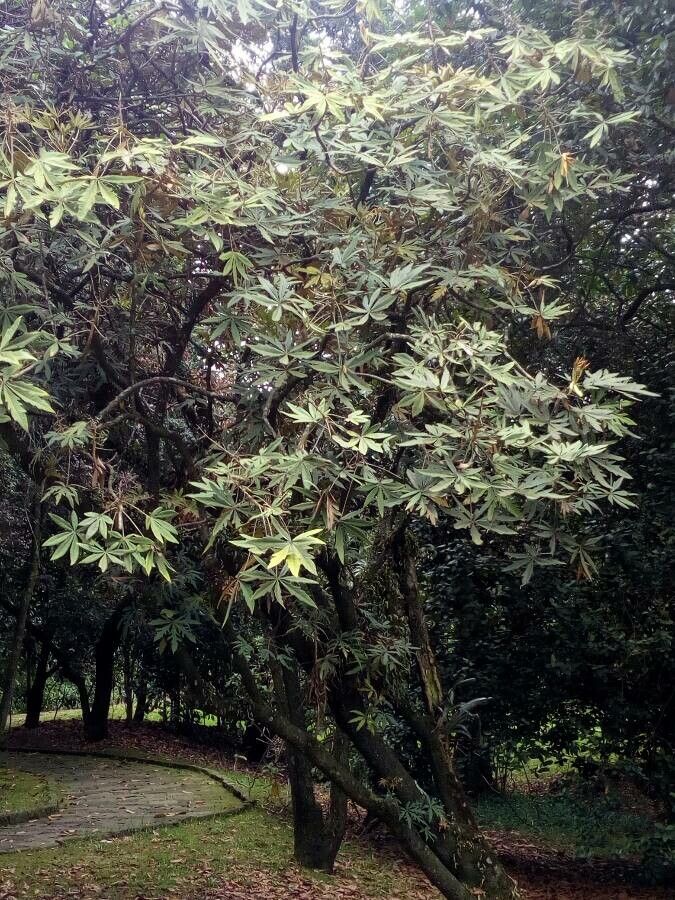 Oreopanax incisus habit