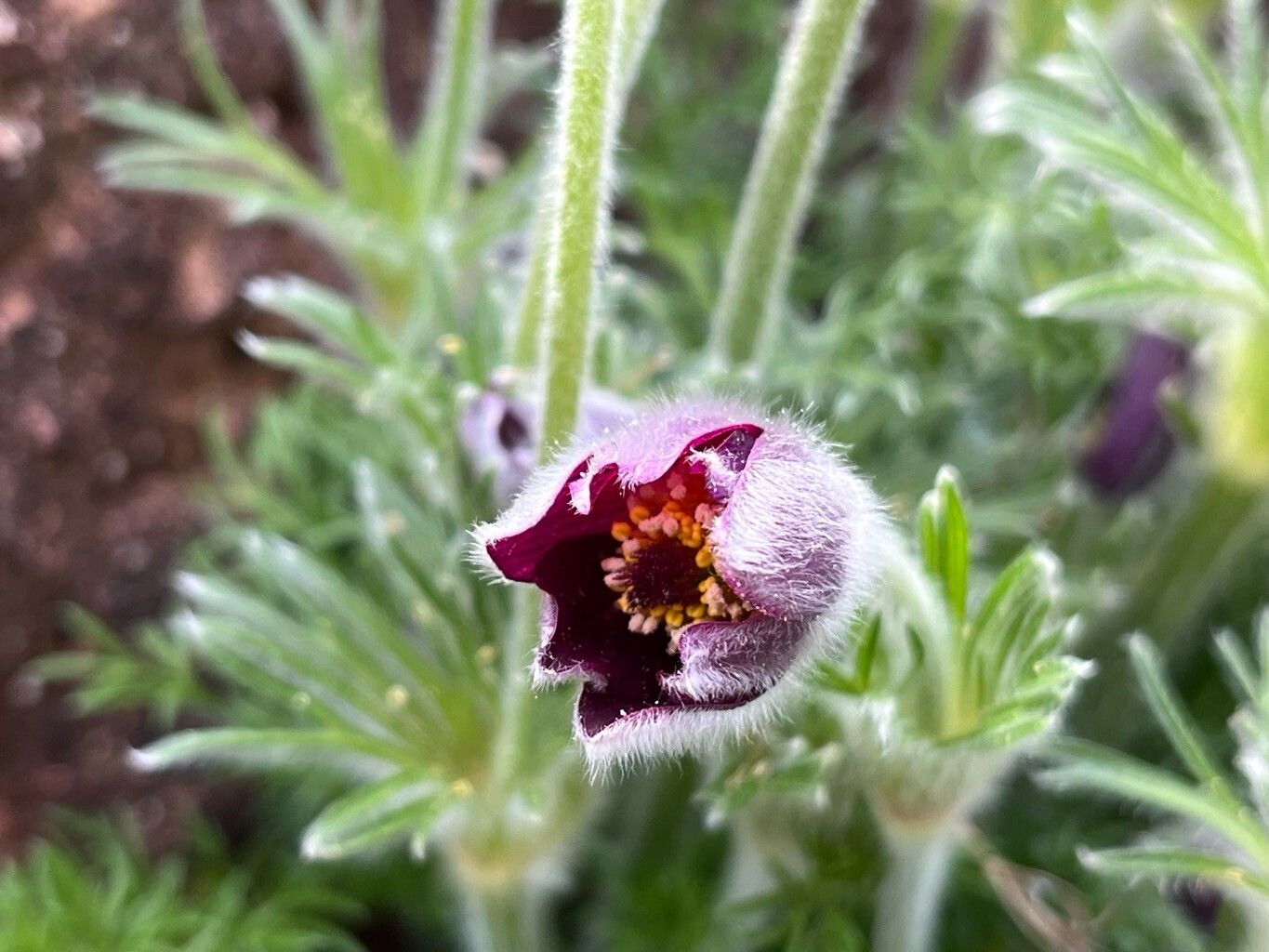 Pulsatilla ambigua flower