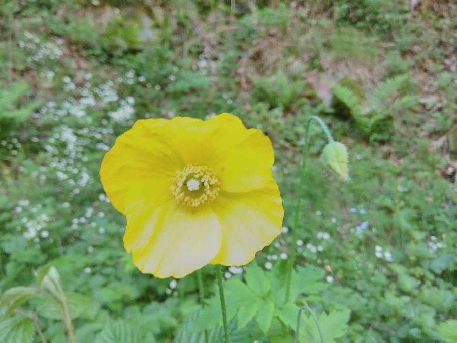 Papaver cambricum flower