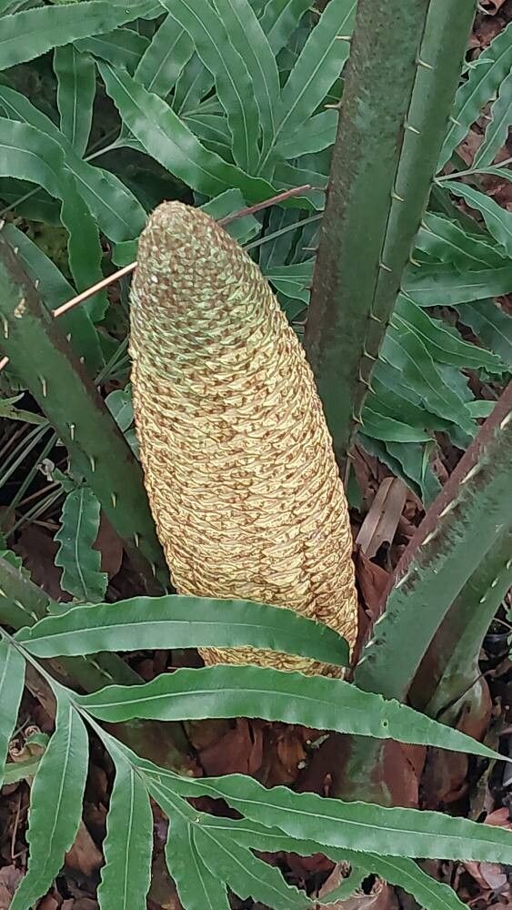 Cycas × multifrondis fruit