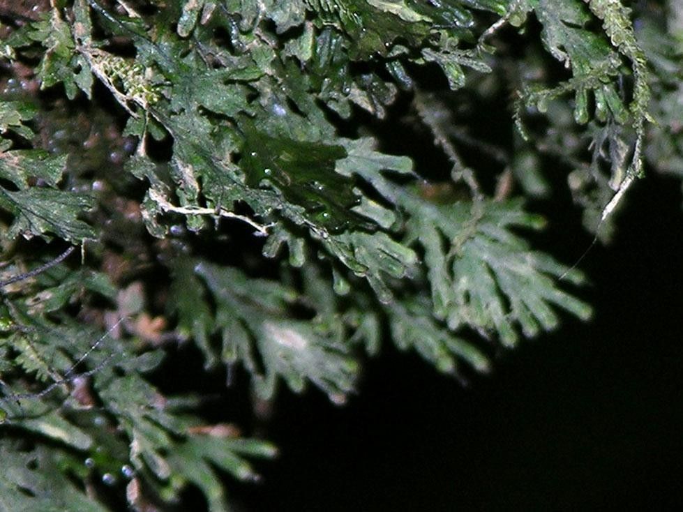 Trichomanes krausii — houseplant care guide