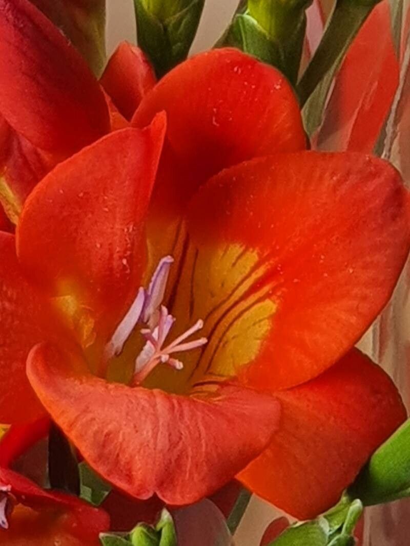 Freesia × kewensis flower