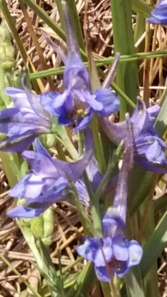 Delphinium verdunense flower