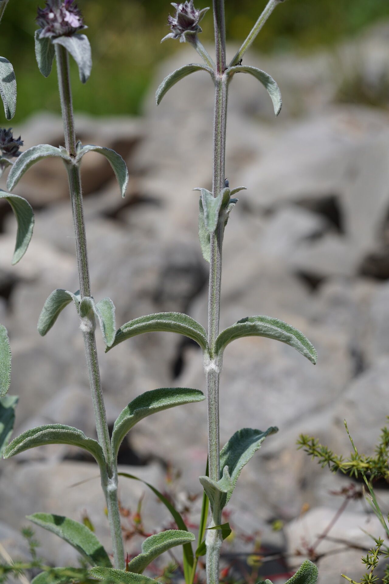 Stachys thirkei leaf
