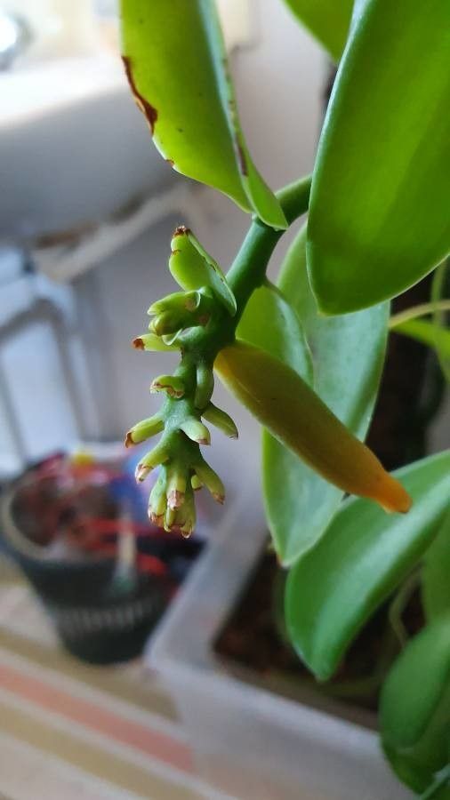 Vanilla palmarum — search result for 'Vanilla'