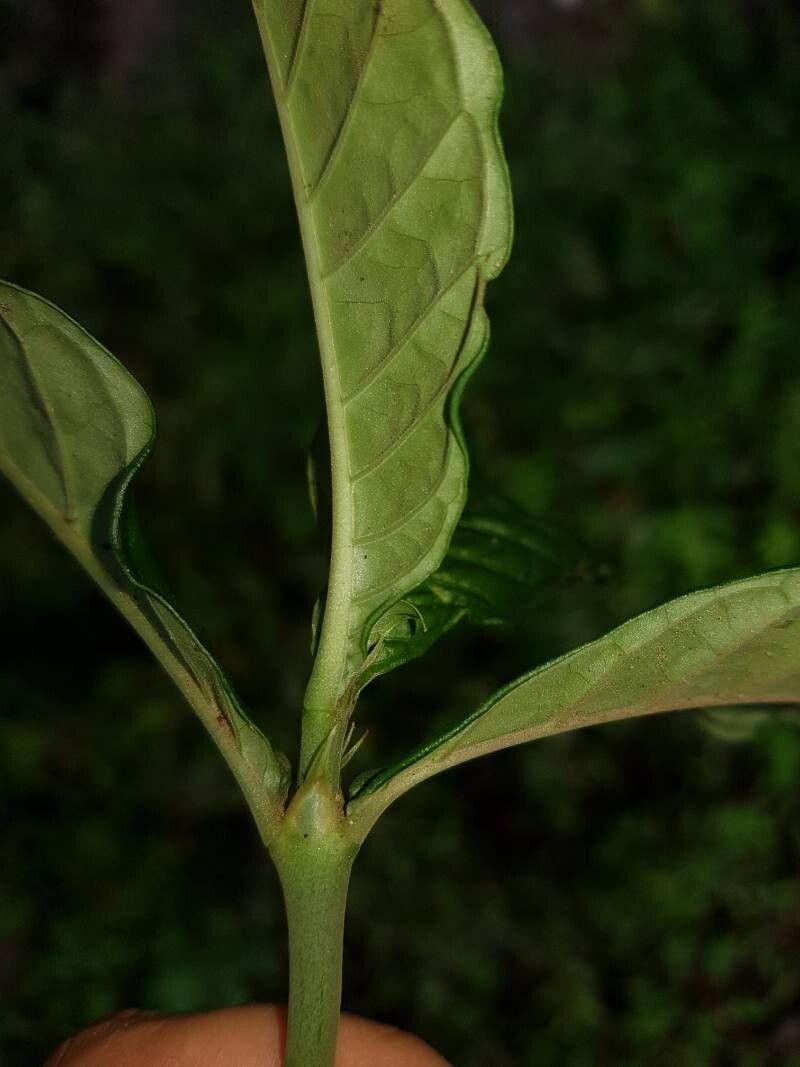 Psychotria tenuifolia other