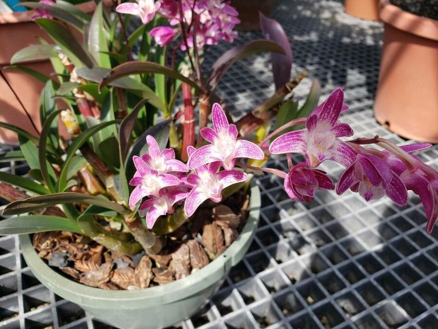 Dendrobium × delicatum flower