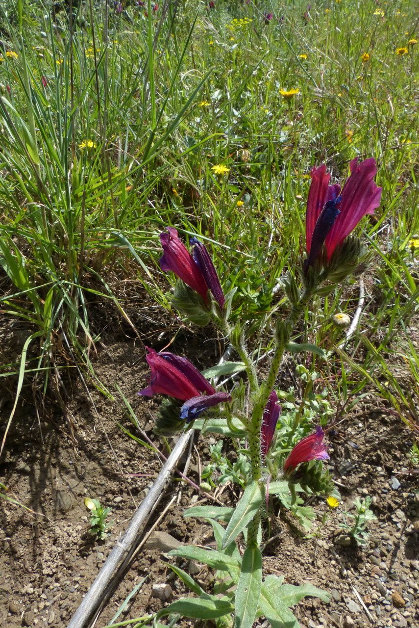 Echium creticum — search result for 'Echium'