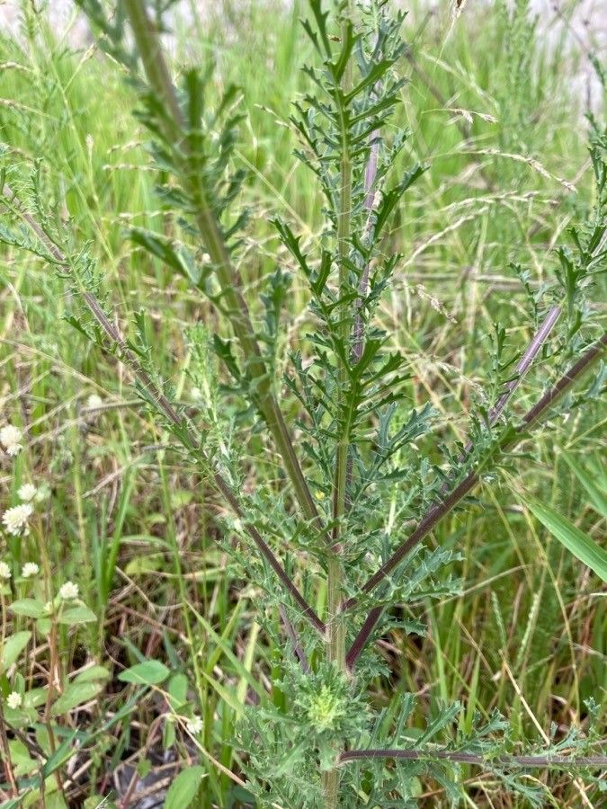 Adenophyllum porophyllum — search result for 'Porophyllum'