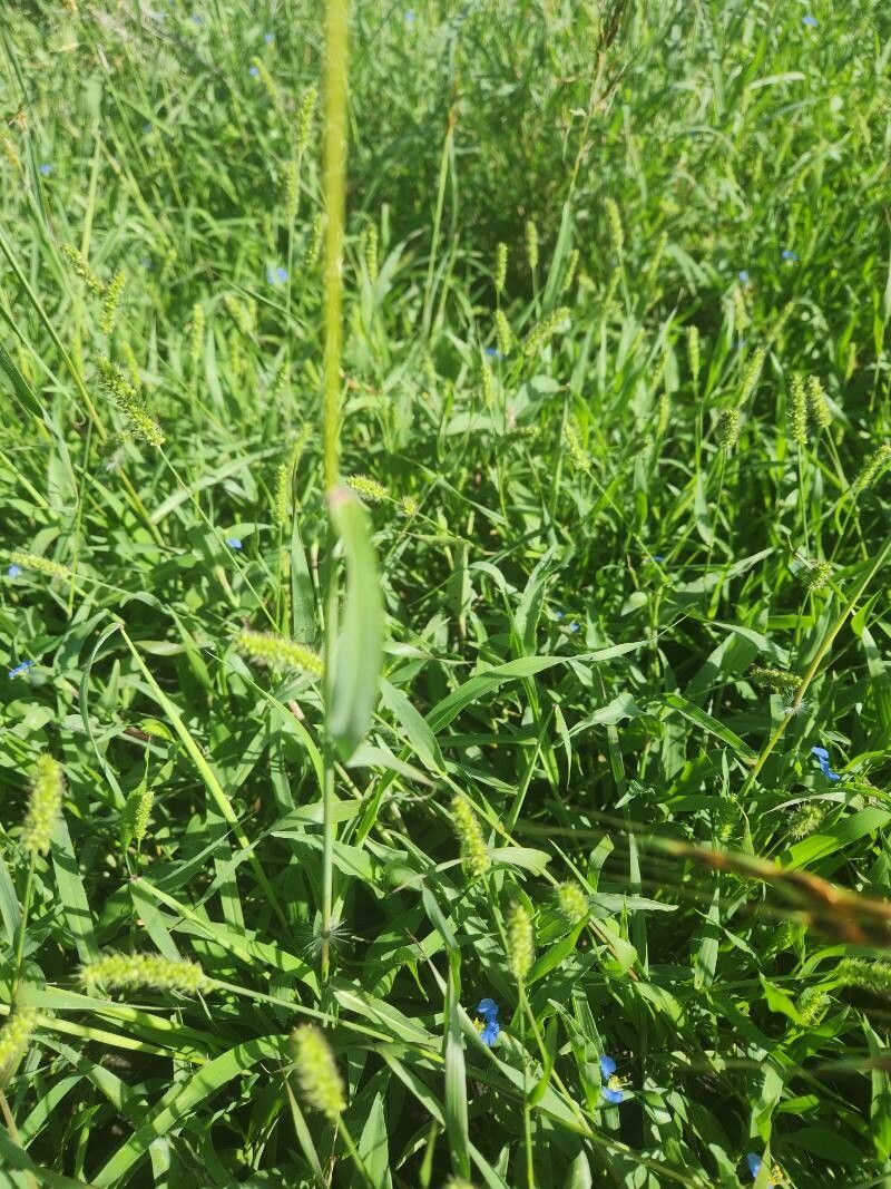 Sarga purpureosericea — related species from the same genus