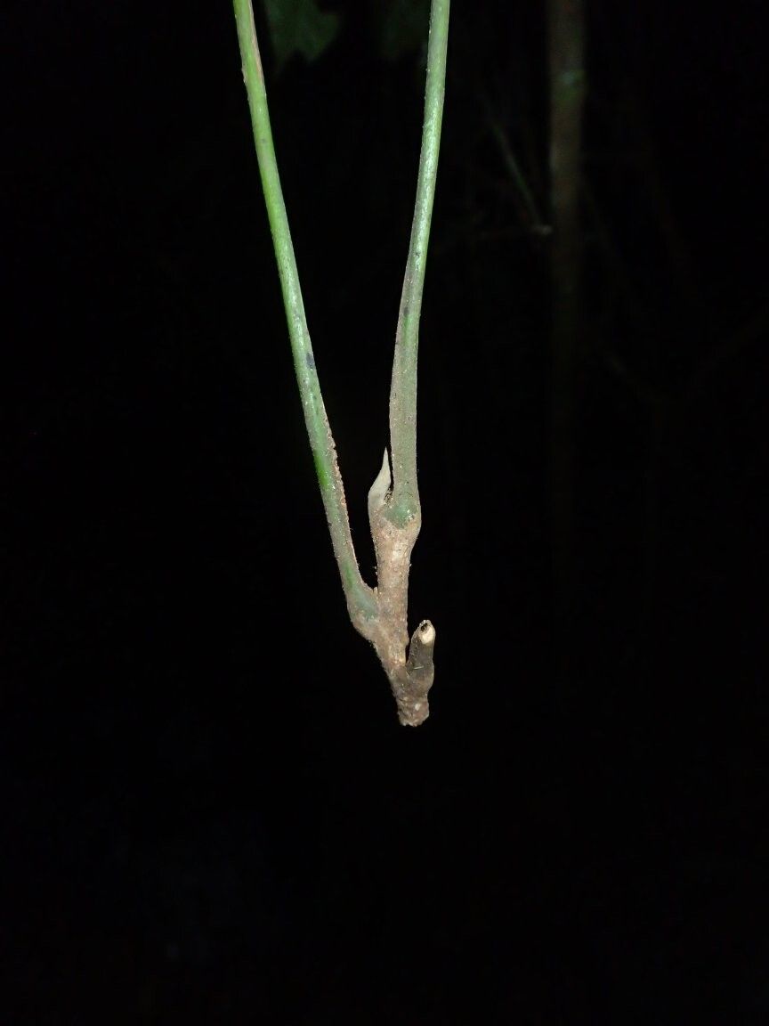 Leplaea cauliflora — related species from the same genus