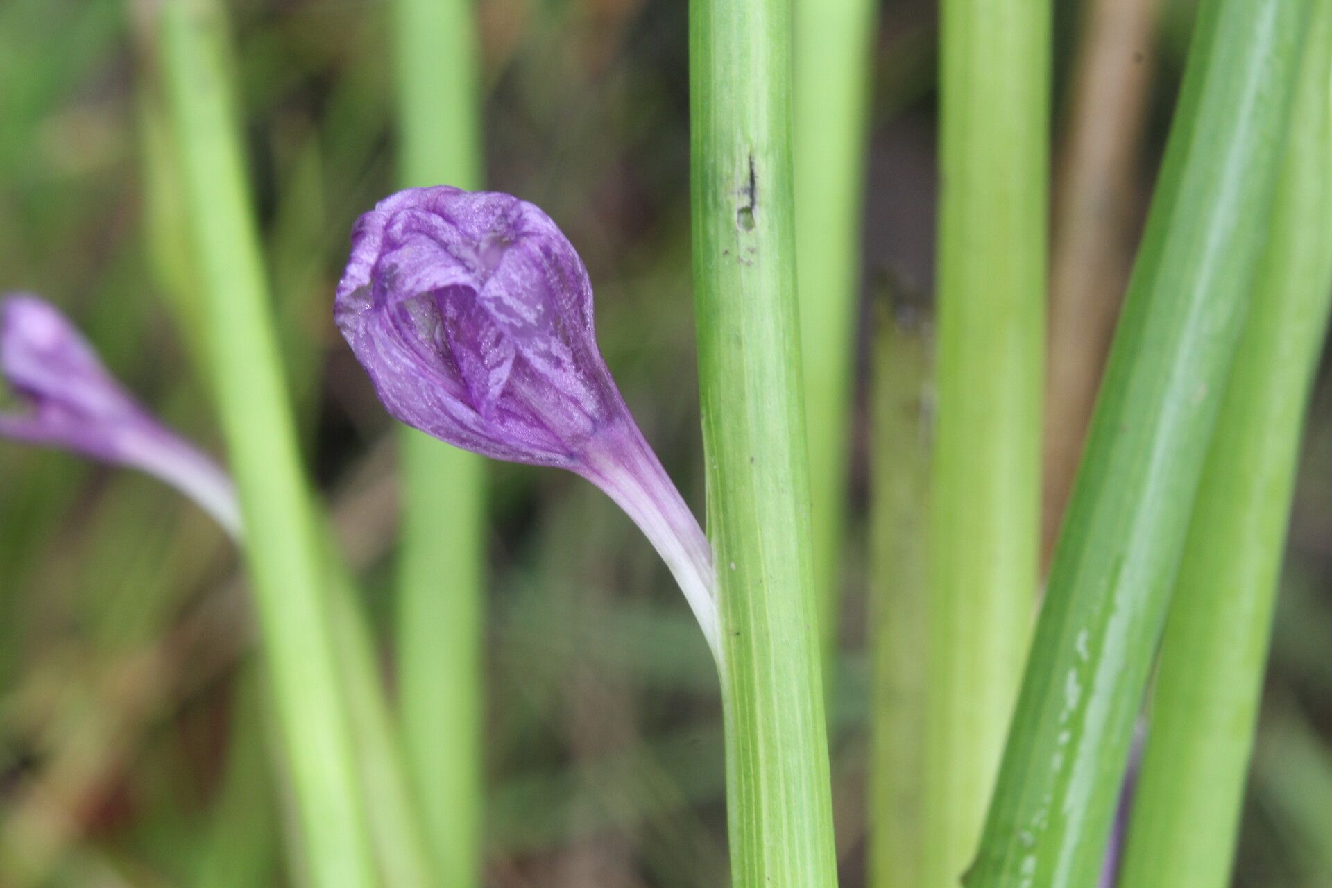 Pontederia paradoxa flower