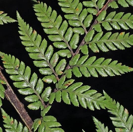 Dicksonia lanata — houseplant care guide
