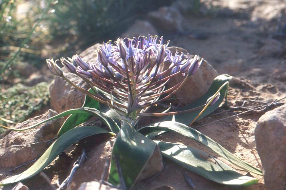 Scilla villosa habit