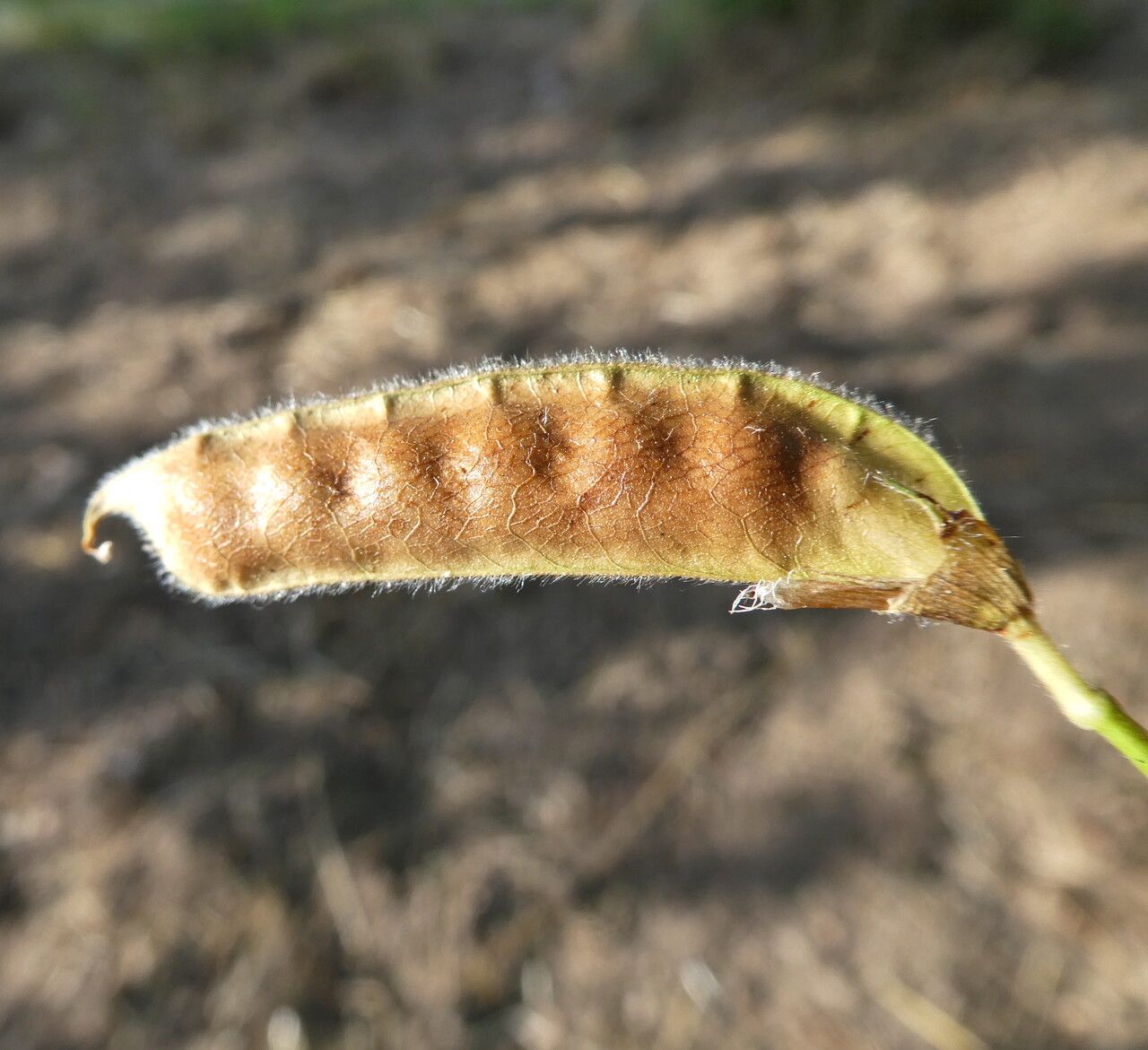 Vicia bithynica fruit