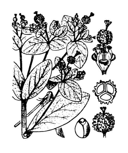 Euphorbia insularis other