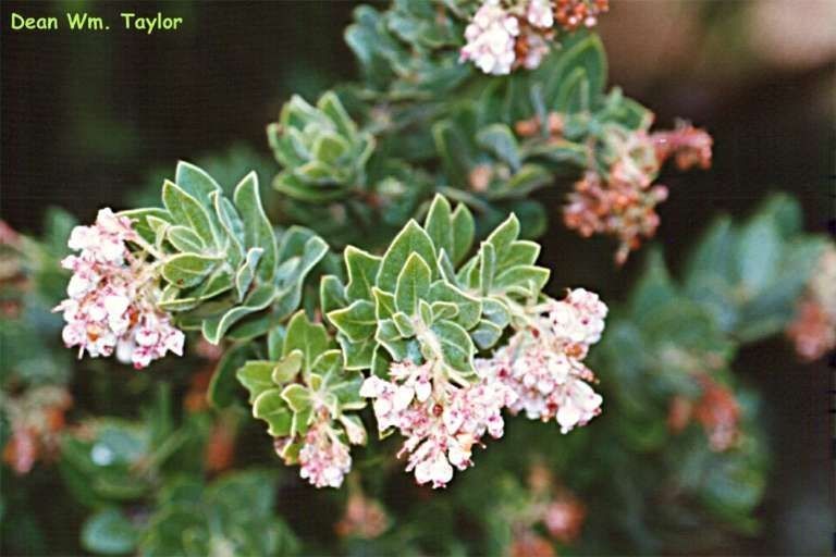 Arctostaphylos regismontana flower