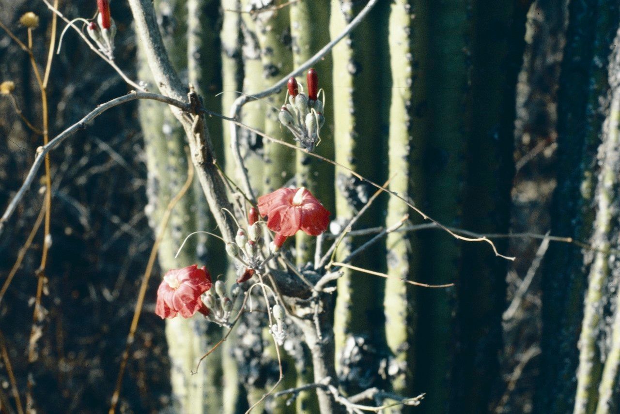 Ipomoea conzattii — houseplant care guide