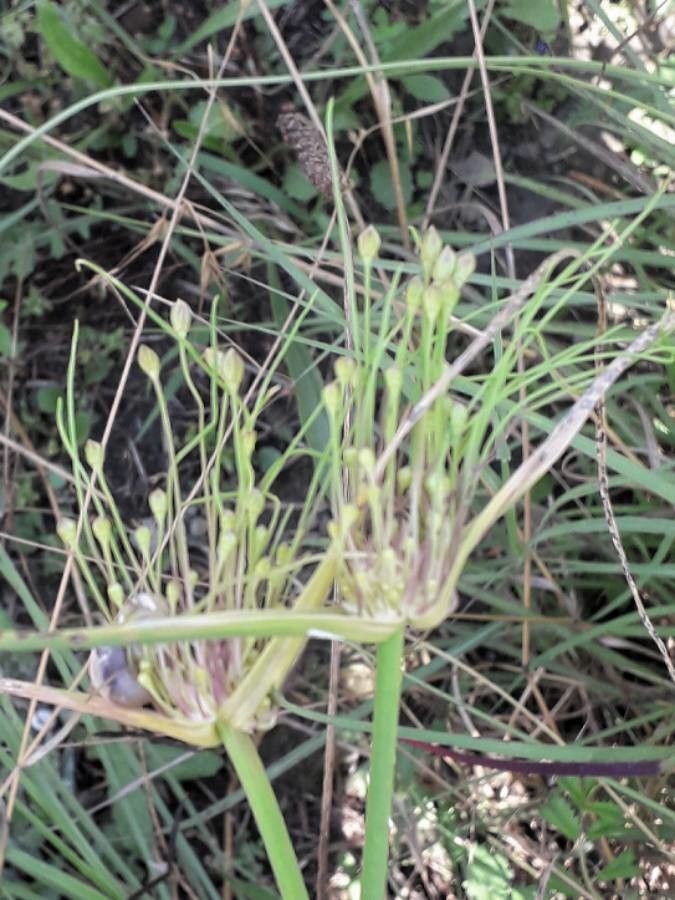 Allium oleraceum fruit