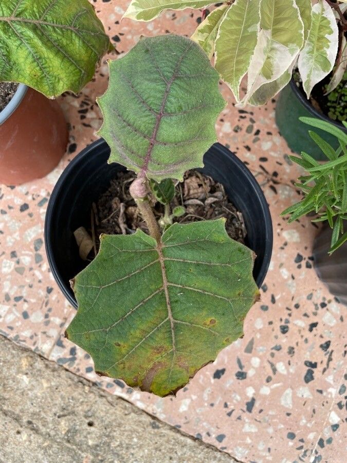 Solanum candidum leaf