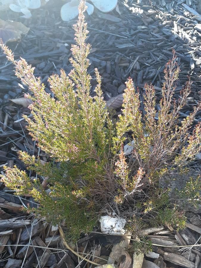 Erica melanthera — search result for 'Erica'