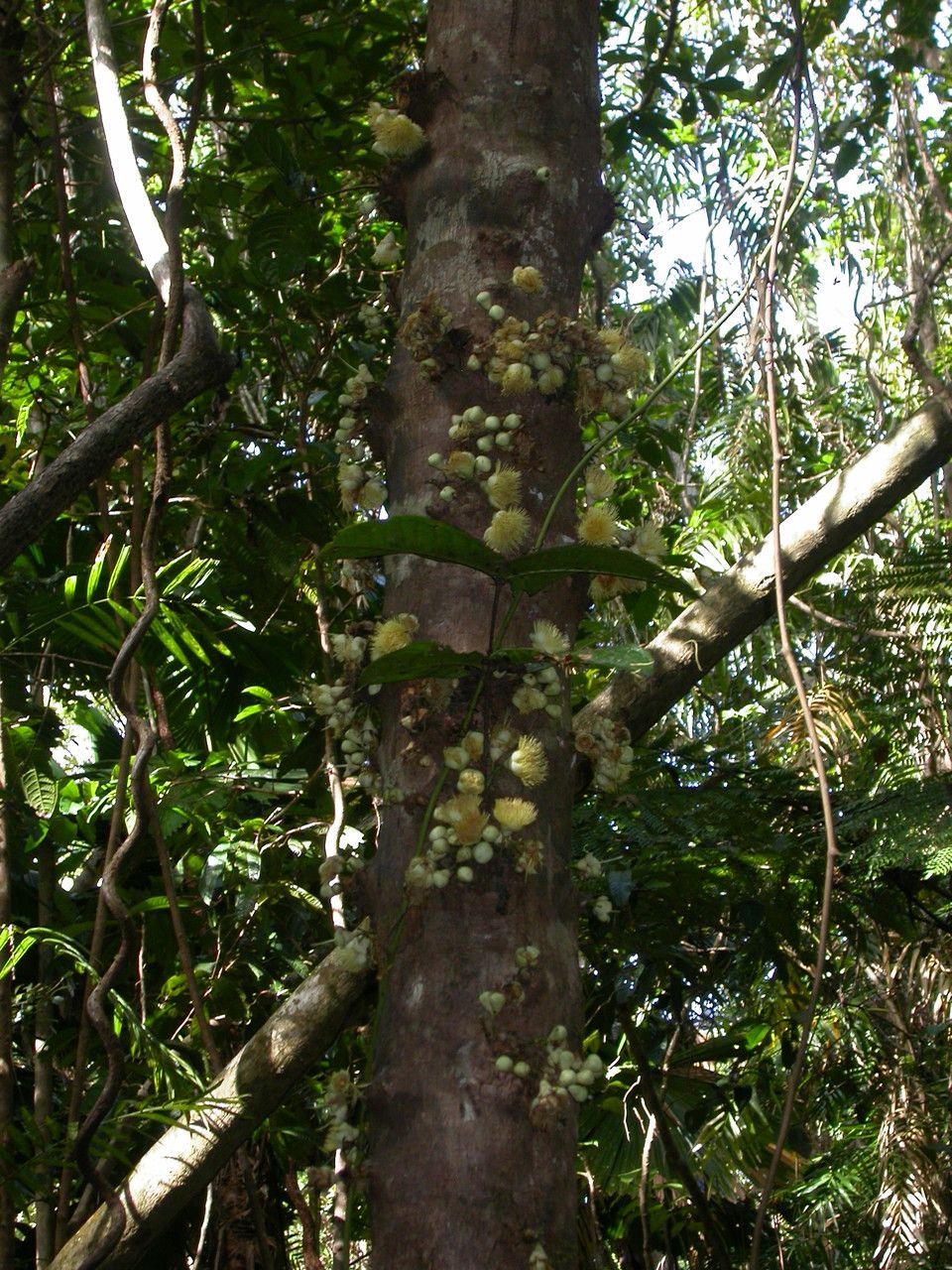 Syzygium cormiflorum other